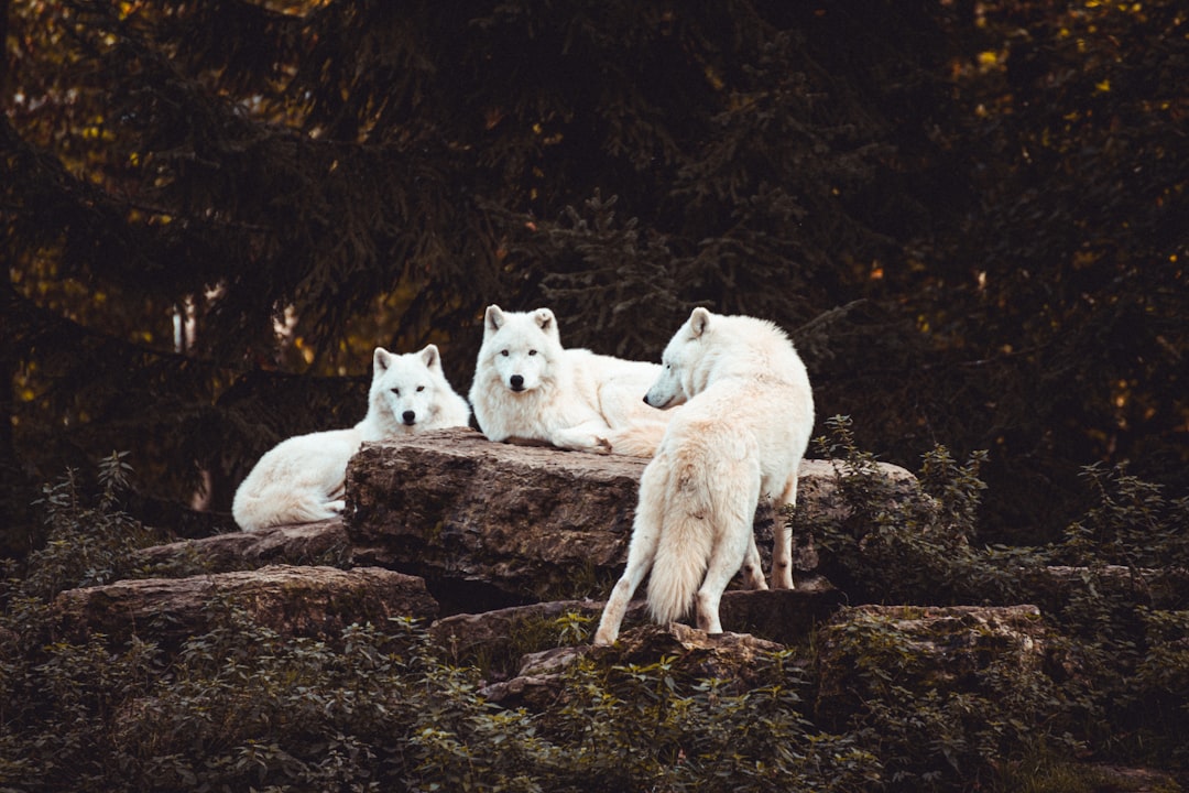 Wild Adventures: Wolf Pup Camper